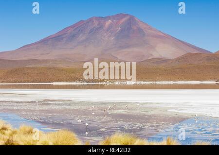 Laguna Hedionda, Stinking Lake, Altiplano shallow salt lake, Potosi, Bolivia, South America Stock Photo