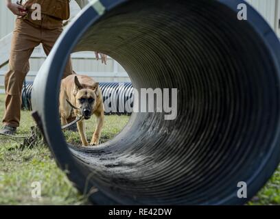 Vanda, a military working dog trainee assigned to the 341st Training Squadron, prepares to crawl through a tunnel during a obedience training course at Joint Base San Antonio-Lackland, Nov. 17, 2016. Throughout the 120 day course, the MWD trainees are tested and certified by their handlers on how they respond to commands, successfully complete tasks, timeliness of completing the task and the effort given. Stock Photo