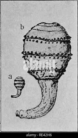 Insect gad horse fly in the wild Stock Photo - Alamy