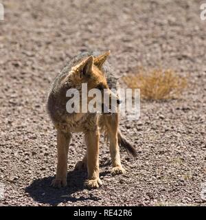 South American Grey Fox, Patagonian Fox (Lycalopex griseus), Altiplano, Bolivia, South America Stock Photo