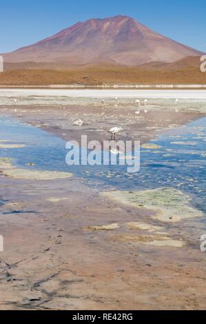 Laguna Hedionda, Stinking Lake, Altiplano shallow salt lake, Potosi, Bolivia, South America Stock Photo