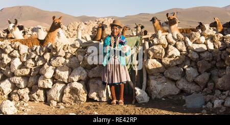 Llama herdswoman wearing a bowler hat, also called Bombin, and spinning wool in front of a stone corral, San Juan, Potosi Stock Photo