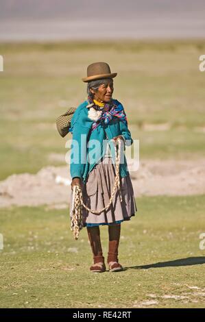 Llama Herdswoman wearing a bowler hat also called Bombin, San Juan, Potosi, Bolivia, South America Stock Photo