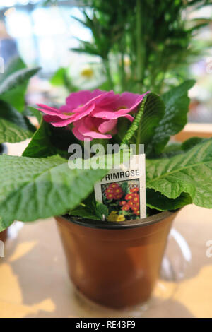 Gift Shop at the New York Botanical Garden, The Bronx, NY, USA Stock Photo