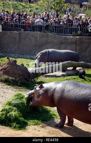 Hippopotami (Hippopotamus amphibius) in the outdoor enclosure of the ZOOM Erlebniswelt leisure park, Africa region Stock Photo