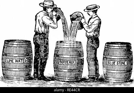 . Ginseng and goldenseal growers' handbook. American ginseng; Goldenseal. Fig-. 41. Making- Bordeaux from Stoelc Solution —See pag-e ins. (From Special Crops.). Please note that these images are extracted from scanned page images that may have been digitally enhanced for readability - coloration and appearance of these illustrations may not perfectly resemble the original work.. Koehler, John Henry, 1866-. Wausau, Wis. , P. F. Stolze Stock Photo