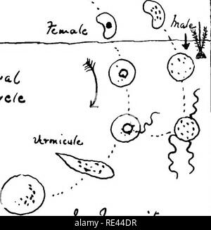 . The practical study of malaria and other blood parasites. Malaria; Mosquitoes; Trypanosoma; Blood. •^  At05yo//o Fig. 9. Life Cycle of the Malaria Parasite in Man and the Mosquito.. Please note that these images are extracted from scanned page images that may have been digitally enhanced for readability - coloration and appearance of these illustrations may not perfectly resemble the original work.. Stephens, John William Watson, 1865-; Christophers, S. R. (Samuel Rickard), 1873-; Liverpool School of Tropical Medicine. London, Pub. for the Univ. Press of Liverpool by Williams &amp; Norgate Stock Photo