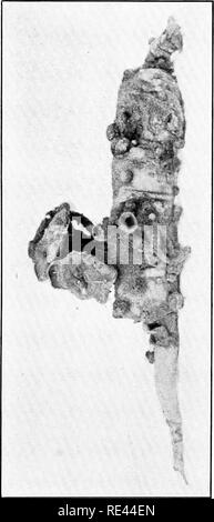 . Ginseng and goldenseal growers' handbook. American ginseng; Goldenseal. Fig. rU. The cup or sprino-strt}&gt;e of the Black rot. These cups bear tlie spores which are disseminated by the wind.—See pag-e S)J. (From Special Crops.). Please note that these images are extracted from scanned page images that may have been digitally enhanced for readability - coloration and appearance of these illustrations may not perfectly resemble the original work.. Koehler, John Henry, 1866-. Wausau, Wis. , P. F. Stolze Stock Photo