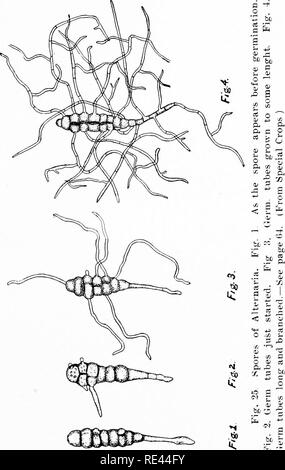 . Ginseng and goldenseal growers' handbook. American ginseng; Goldenseal. . Please note that these images are extracted from scanned page images that may have been digitally enhanced for readability - coloration and appearance of these illustrations may not perfectly resemble the original work.. Koehler, John Henry, 1866-. Wausau, Wis. , P. F. Stolze Stock Photo