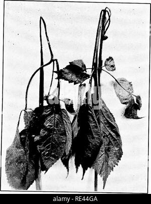 . Ginseng and goldenseal growers' handbook. American ginseng; Goldenseal. Fig-, 23. Infection of tlie top of tlie stalk soon destroys the plant.—See pag-e (53. (From Special Crops.). Please note that these images are extracted from scanned page images that may have been digitally enhanced for readability - coloration and appearance of these illustrations may not perfectly resemble the original work.. Koehler, John Henry, 1866-. Wausau, Wis. , P. F. Stolze Stock Photo