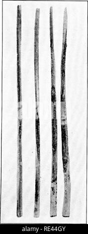 . Ginseng and goldenseal growers' handbook. American ginseng; Goldenseal. a g o â c c OS J3 01 s O .Â° D- p 6. Please note that these images are extracted from scanned page images that may have been digitally enhanced for readability - coloration and appearance of these illustrations may not perfectly resemble the original work.. Koehler, John Henry, 1866-. Wausau, Wis. , P. F. Stolze Stock Photo