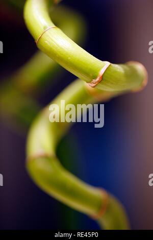 Spiral-shaped decorative bamboo, houseplant Stock Photo