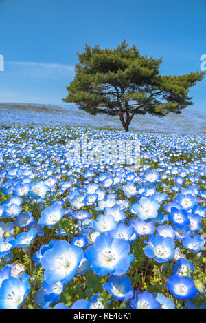 Mountain, Tree and Nemophila (baby blue eyes flowers) field, blue flower carpet, Japanese Natural Attraction. Hitachi Seaside Park, Ibaraki, Japan. Stock Photo