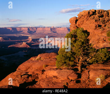 USA, Utah, Canyonlands National Park, Sunrise on sandstone and Utah juniper at Green River Overlook; the Green River has carved a twisted canyon in th Stock Photo