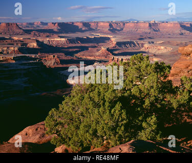 USA, Utah, Canyonlands National Park, Utah juniper at Green River Overlook; the Green River has carved a twisted canyon in the distance. Stock Photo