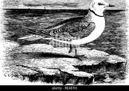 . An illustrated manual of British birds. Birds. LARID^. 6S9. THE WEDGE-TAILED GULL. Rhodost^thia r6sea, Macgillivray. An example of this Gull in winter-plumage passed through the hands of Graham, the notorious bird-stuffer of York, and was said to have been shot near Tadcaster in December 1846 or February 1847 &gt; it was afterwards purchased by the late Sir Wm. M. E. Milner, and is now in the Museum of Leeds. According to several experts, it presents the appearance of a specimen which has been mounted from a relaxed skin, and not direct from ' the flesh '; but inasmuch as this Arctic species Stock Photo