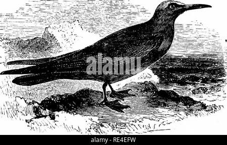 . An illustrated manual of British birds. Birds. LARID^. 655. THE NODDY TERN. Angus st6udus (Linnaeus). Two examples of this pelagic species are recorded by Wm. Thompson (Mag. Zool. &amp; Bot. i. p. 549) as having been obtained between the Tuskar Lighthouse and the Bay of Dublin, about the year 1830, and one of these is in the Science and Art Museum of the above capital. Some later reports of birds which were &quot; identified on the wing &quot; as belonging to this species, either refer to the Arctic Skua or are unworthy of serious consideration. In 'The Zoologist,' for 1897, p. 510, is a rec Stock Photo
