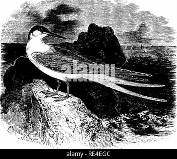 . An illustrated manual of British birds. Birds. LARID^. 645. THE ROSEATE TERN. Sterna dougAlli, Montagu. This slender and elegant species was discovered on the Cumbraes in the Firth of Clyde by Dr. MacDougall of Glasgow, who sent a specimen to Montagu. Selby subsequently found it breeding in some numbers on the Fame Islands, which were afterwards almost deserted, but of late years several pairs have again been noticed, and there is now a prospect of efficient protection. Foulney and Walney Islands on the Lancashire coast, as well as some of the Scilly Islands, were formerly frequented by the  Stock Photo
