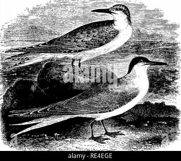 . An illustrated manual of British birds. Birds. LARID^. 643. THE SANDWICH TERN. Sterna CANxfACA, J. F. Gmelin. The Sandwich Tern, which derives its name from the place where it was first observed in 1784, is a regular visitor to the British Islands; arriving in some localities towards the end of March, though on the east coast usually about the middle of April, and leaving for the south early in autumn. It not unfrequently changes its breeding-grounds when persecuted, and ornithologists who have recently explored the Scilly Islands have failed to find it there in summer, while particulars res Stock Photo