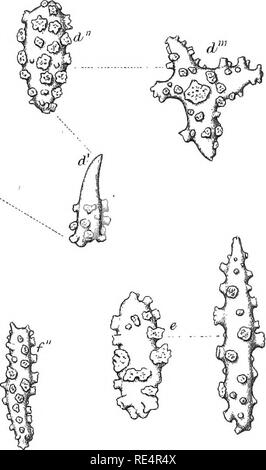 . Report on the zoological collections made in the Indo-Pacific Ocean during the voyage of H. M. S. 'Alert' 1881-2. Alert (Sloop : 1856-1895); Zoology; Zoology; Zoology; Scientific expeditions. . Please note that these images are extracted from scanned page images that may have been digitally enhanced for readability - coloration and appearance of these illustrations may not perfectly resemble the original work.. British Museum (Natural History). Dept. of Zoology. London, Printed by order of the Trustees Stock Photo