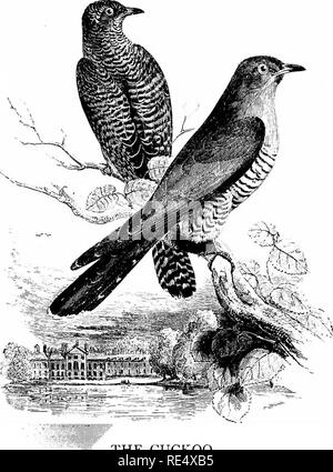 . An illustrated manual of British birds. Birds. CUCULIDjE. 287. THE CUCKOO. CucuLUS CANORUS, Linnseus. The male Cuckoo, which precedes the female by a few days, â seldom arrives even in the south of England before April 6th, when his presence is announced by the well-known cuck-00 note, often uttered at night as well as by day. In June, according to the familiar adage, he &quot; changes his tune &quot; and becomes hoarse, while by August most of the adults have taken their departure, though the young sometimes remain until October. In summer the bird is found throughout the United Kingdom, in Stock Photo