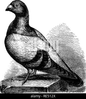 . The practical pigeon keeper. Pigeons. 194 THE PRACTICAL PIGEON KEEPEE. to have had a very attractive and characteristic ovitline, and to have been known as a fancy bird, Eaton saying he knew a pair sold for ,£25. We copy the figure from Eaton's work, and. CoMMOK Blue Eunt. from it will be readily nnderstood the curved and swan-like neck, the &quot;goose-head,&quot; turned-up tail, and broad curved beak which Moore describes. This variety has disappeared in Eng- land, but as Brent and Eaton both knew it as imported, might probably be recovered from the Mediterranean.. Please note that these i Stock Photo