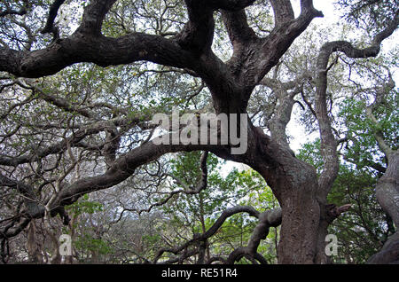 Though there isn't much coverage from the elements on Ring Mountain in Marin County, CA, there are several oak trees in the public park. Stock Photo