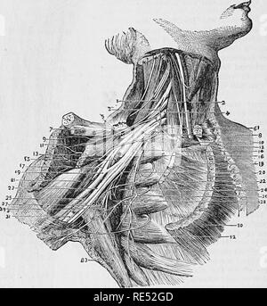 Nerves in the brachial plexus Stock Photo: 38255617 - Alamy