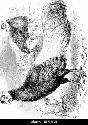 . Pheasants; their natural history and practical management. Pheasants. . Please note that these images are extracted from scanned page images that may have been digitally enhanced for readability - coloration and appearance of these illustrations may not perfectly resemble the original work.. Tegetmeier, W. B. (William Bernhard), 1816-1912. London, H. Cox Stock Photo