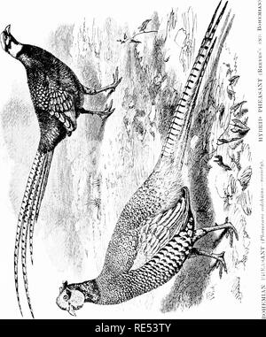 . Pheasants; their natural history and practical management. Pheasants. . Please note that these images are extracted from scanned page images that may have been digitally enhanced for readability - coloration and appearance of these illustrations may not perfectly resemble the original work.. Tegetmeier, W. B. (William Bernhard), 1816-1912. London, H. Cox Stock Photo