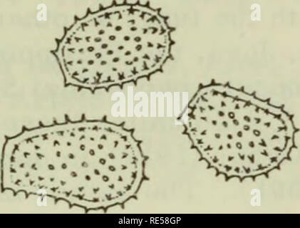 . Cryptogamic plants of the USSR. (Flora sporovykh rastenii SSSR). Plants. Telia hypophyllous, scattered, minute, 0.1—0.2 mm across, covered by- epidermis. Teliospores in 3—4 layers, ovoid, prismatic or cubical, 18 —30X12 —15/u; walls smooth, browish, thin-walled at the apex, occasion- ally very slightly thickened. On Vitis vinifera L. in southwestern states of North America, the Antilles, South America (only in uredial stage), and in Japan; on Vitis lanata Roxb., in Java; on V. flexuosa Thunb. and V.coignetii Pull. (= V. am^urensis Rupr. var. Coignetii Nakai) in Japan; on V. tiliifolia H. et  Stock Photo