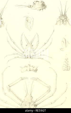 . Crustacés Décapodes. Ptie. 1: Brachyures et Anomoures. Hermit crabs; Crabs. Il ' / . V. Please note that these images are extracted from scanned page images that may have been digitally enhanced for readability - coloration and appearance of these illustrations may not perfectly resemble the original work.. Milne-Edwards, Alphonse, 1835-1900; Bouvier, E. -L. , 1856-1944. Paris, Masson Stock Photo