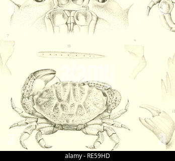 . Crustacés Décapodes. Ptie. 1: Brachyures et Anomoures. Hermit crabs; Crabs. M .:f. %y ;^%rrr^^^^, /^'. Please note that these images are extracted from scanned page images that may have been digitally enhanced for readability - coloration and appearance of these illustrations may not perfectly resemble the original work.. Milne-Edwards, Alphonse, 1835-1900; Bouvier, E. -L. , 1856-1944. Paris, Masson Stock Photo