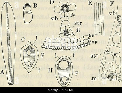 . Critical researches on the potamogetons. KUNGL. SV. VET. AKADBMIBNS HANDLINGAE. BAND 55. N:0 5. 251 in distinction to tlie Natantes and the Luceiites, the stone-cells of which are very thick-walled and hard. â Leaf-apex of P. prcel. always cucullate and the margin smooth. Anatomically P. prcelongtis belongs to the species which are rich in scleren- chyma, while P. perfoliatus, again, is a non-sclerenchymatous form and even lacks the interlacunar ligular bundles in the stem-cortex. The former has consequently very numerous bast-bundles in the stem as well as in the peduncle, in the midrib of  Stock Photo