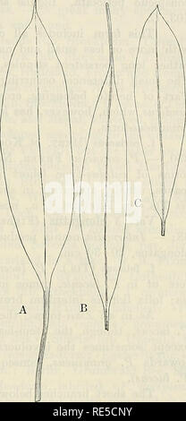 . Critical researches on the potamogetons. KUNGL. SV. VET. AKADEMIBNS HANDLINGAE. BAND 55. N:0 5. 213 species respecting the interlacunar cortical bundles which often occur in two circles or in one complete ligular circle and one incomplete one within it, whereas P. gra- mineus always has only one (the ligular) and P. lucens always (2—) 3. Subepider- mally there are scattered strands. The endodermis- cells sometimes present the liicens-type, sometimes the more compressed type characteristic of P. gra- 7nineus. The arrangement of the central bundles corresponds with that of the two parent-speci Stock Photo