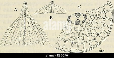 . Critical researches on the potamogetons. KUNGL. SV. VET. AKADEMIENS HANDLIN6AE. BAND 55. N:0 5. 199 a few (rarely no) subepidermal strands. Inter]acunarly there is always to be found the ligular circle of vascular and bast bundles and mostly scattered bundles inside it. The endodermis consists of M-cells, generally well developed, and of a laterally compressed form very much like those of P. graynineus. In the central axis there are alwaj's two large median xylem cavities separated from each other by mecha- nical tissue. Otherwise the arrangement of the bundles varies from diagrams of trio-  Stock Photo