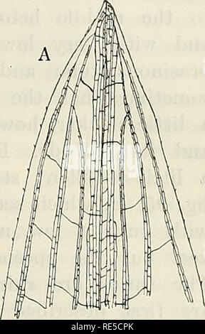 . Critical researches on the potamogetons. KUNGL. SV. VET. AKADBMIBNS HANDLINGAR. BAND 55. N:0 5. 187. D it does not at all strengthen its resisting power against the pulling energy of the current water, in the latter case, by sclerenchymatous tissue in the bark, but by stronger sheaths round the central vascular bundles, or by transforming the pith cells into mechanic tissue with thicker walls, by suberised epidermis cells, and by a strengthening layer, or by lists etc. Schwbndenbr's statement (1874) upon the development of mechanical tissue in P. fluitans, in running, and its disappear- ance Stock Photo