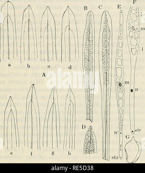 . Critical researches on the potamogetons. KUNGL. SV. VET. AKADEMIENS HANDLINGAE. BAND 55. N:0 5. 123 does the epidermis get a supporting stratum as in the Coleogeton-species nor have stomata been perceived. At the same time as that transformation takes place the leaf-apex rounds itself so that the best developed of them have a fully rounded apex (Fig. 55 B, G, D). Indeed, here we have the very first beginning of an evo- lution of floating leaves. The next step is the evolution of palisade-tissue and sto- mata and a greater difference between blade and stalk. This takes place in the Javanici,  Stock Photo