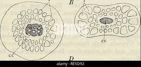 . Critical researches on the potamogetons. KUNGL. SV. VET. AKADEMIENS HANDLINGAK. BAND 55. N:0 5. 59 a more or less prominent boss. Endocarp thick-walled, epicarp thin, lid narrow, prominently keeled. Peduncle lacking the furrows has an oval crosscut form. Respecting the stem-anatomy P. cris-pus is perfectly lacking interlacunar and subepidermal strands but the epidermis, in compensation, is endowed with a one- celled pseudohypodermal stratum. Endodermis of 0-cells, vascular bundles of the stele arranged chiefly as in the following groups. The leaves are also lacking mechanical strands except  Stock Photo