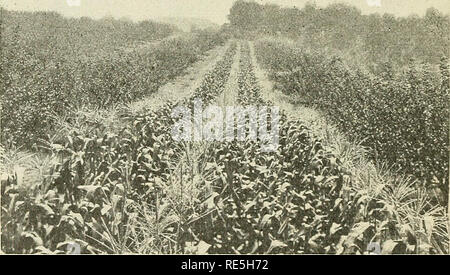 . Crossed sweet corn. Sweet corn; Hybrid corn. 516 Connecticut Experiment Station Bulletin 361 Production of Crossed Seed in Field Plots General Method After the inbreds have been secured and by crossing them we have obtained the corn we desire, we are faced with the problem of producing crossed seed in quantity. The object is to get all of one specified inbred or variety pollinated by another given inbred. This is comparatively simple in corn, since the male and female inflorescences are on different parts of the plant. If the seed parent is planted in every other row and the pollen parent in Stock Photo