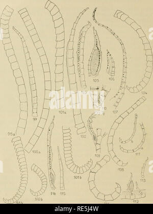 Crinoids From Dr S Bock S Expedition To Japan 1914 Crinoidea Scientific Expeditions L V J Yyi Please Note That These Images Are Extracted From Scanned Page Images That May Have Been Digitally Enhanced For