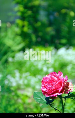 Red rose in garden on blurry green background. Copy space with natural background. Beautiful flower of rose. Flower for holidays. Copy spase for text Stock Photo