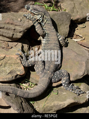 Lace Monitor, Australia Stock Photo