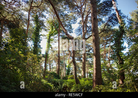 A beautiful photograph a scots pine forest on the Dorset Coast in England, United Kingdom with the sun filtering through the branches. Stock Photo