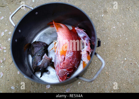 freshly caught fish in a pan on tropical beach, Iriomote, Japan Stock Photo