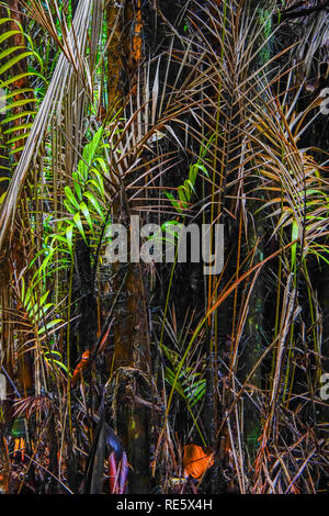 Inside rainforest, Bako National Park, Borneo, Sarawak, Malaysia. Stock Photo