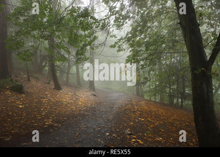 A photograph of a footpath trailing into the distance in a foggy and scary-looking forest surrounded by orange fallen leaves Stock Photo
