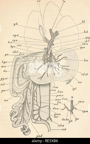 . A course of instruction in zootomy (vertebrata). Anatomy, Comparative. 1.1 II h.. sp.a, FIG. 60.—Lepus cuniculus. The stomach, duodenum, pos- terior portion of rectum, and liver (in outline), with their arteries, veins, and ducts. A. The coeliac artery of another specimen (both X |).. Please note that these images are extracted from scanned page images that may have been digitally enhanced for readability - coloration and appearance of these illustrations may not perfectly resemble the original work.. Parker, T. Jeffery (Thomas Jeffery), 1850-1897. London, Macmillan Stock Photo