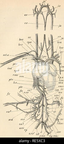 . A course of instruction in zootomy (vertebrata). Anatomy, Comparative. r.prc r.au. sc.a FIG. 54.—Columba livia. The blood vascular system, from the ventral aspect (nat. size).. Please note that these images are extracted from scanned page images that may have been digitally enhanced for readability - coloration and appearance of these illustrations may not perfectly resemble the original work.. Parker, T. Jeffery (Thomas Jeffery), 1850-1897. London, Macmillan Stock Photo