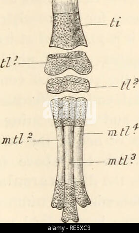 . A course of instruction in zootomy (vertebrata). Anatomy, Comparative. THE PIGEON. 207 two slightly concave articular surfaces for the condyles of the femur, and is produced in front (dorsally) into a prominent cnemial crest divided into two diverging plates. The distal extremity is pulley-shaped, and its transverse axis is inclined at an angle to that of the proximal extremity: the two condyles of which the distal pulley is formed are more prominent on the anterior (dorsal) than on the posterior face of the bone, thus differing from the very similar condyles of the femur.. mtl2 FIG. 51.—Col Stock Photo